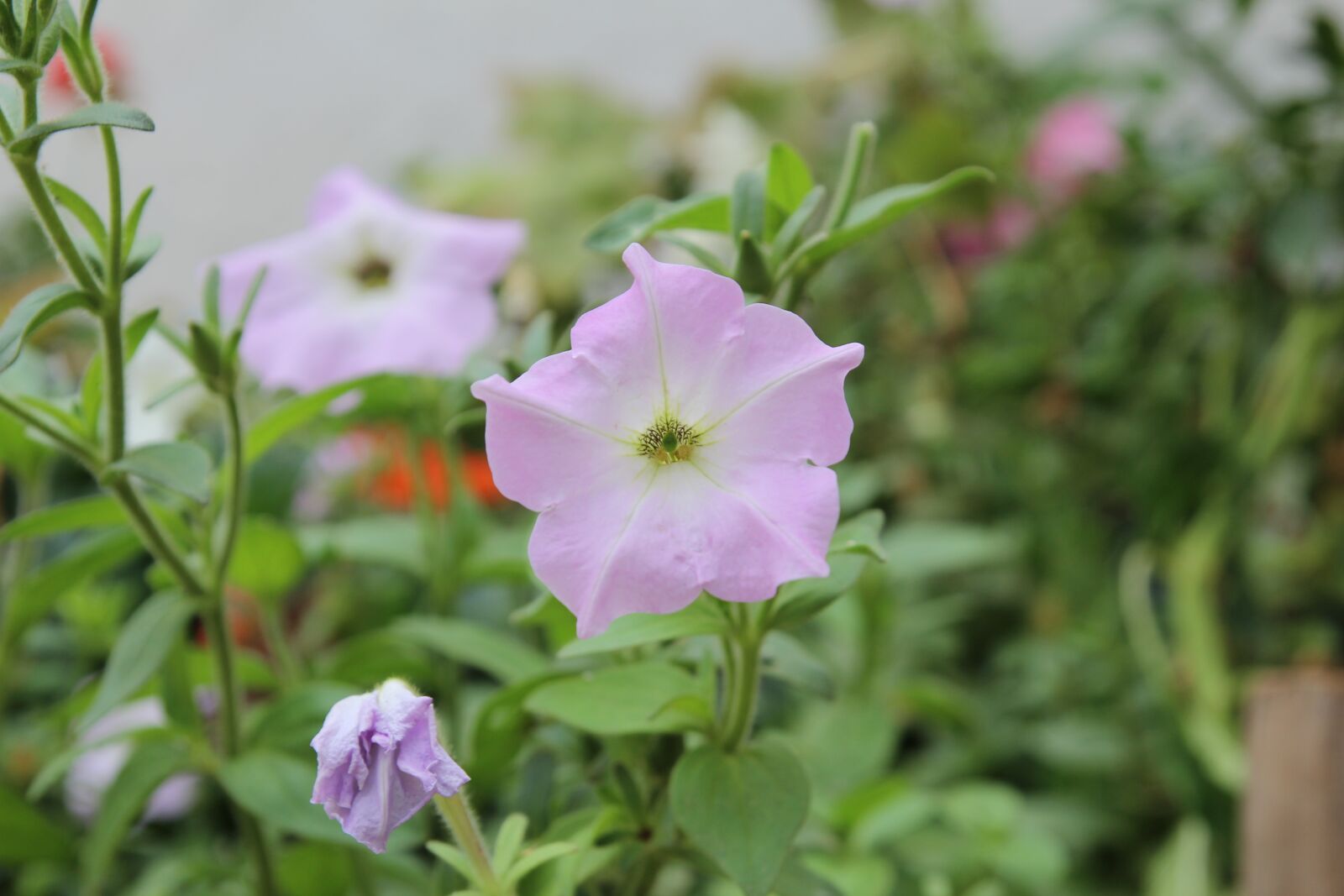 Canon EOS 600D (Rebel EOS T3i / EOS Kiss X5) sample photo. Flower, nature, purple flowers photography