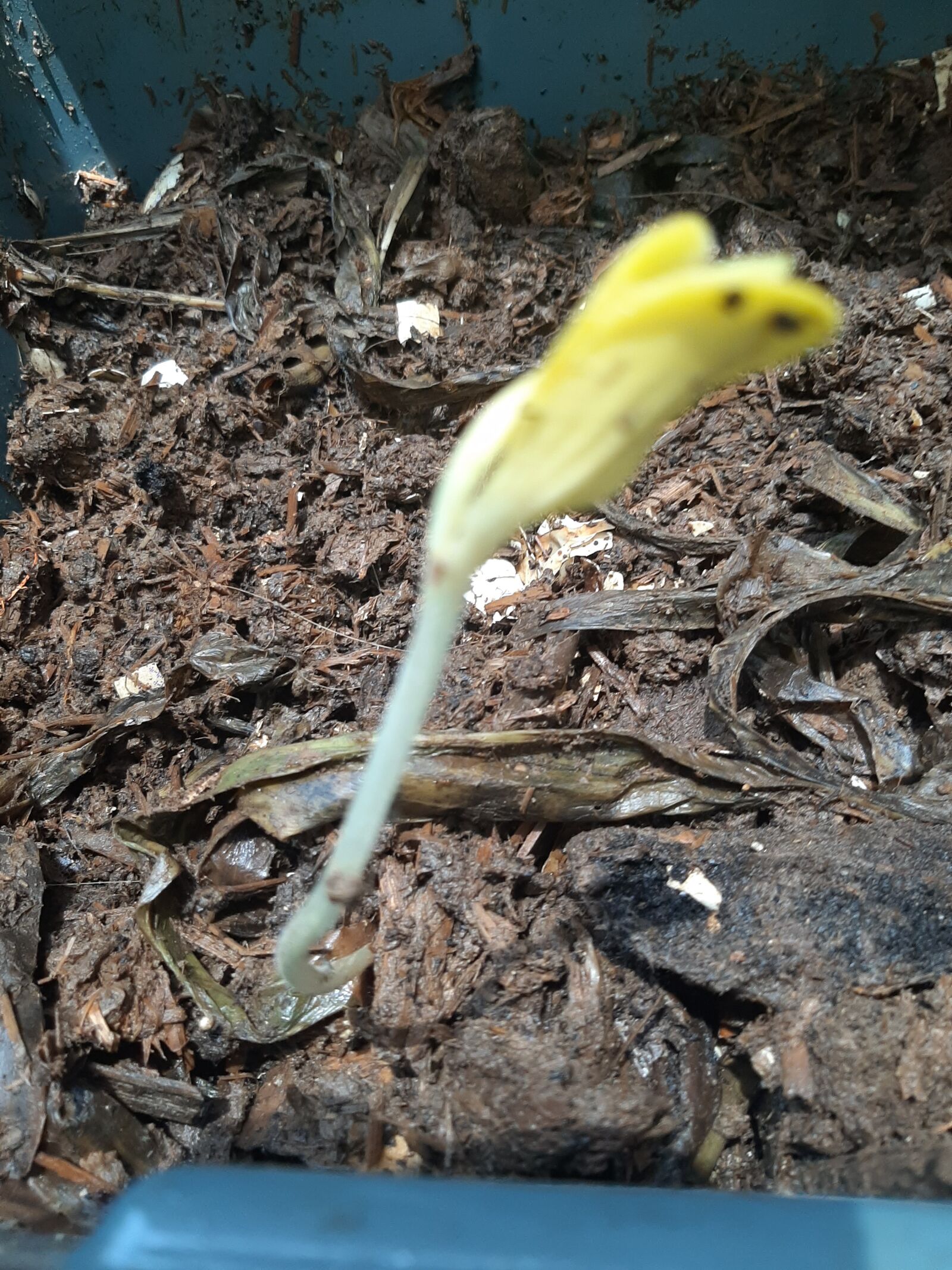 Samsung Galaxy A50 sample photo. Seed, plant, garden photography