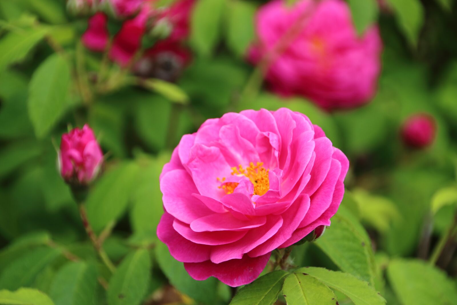 Canon EOS 650D (EOS Rebel T4i / EOS Kiss X6i) sample photo. Pink, rosebush, flower photography