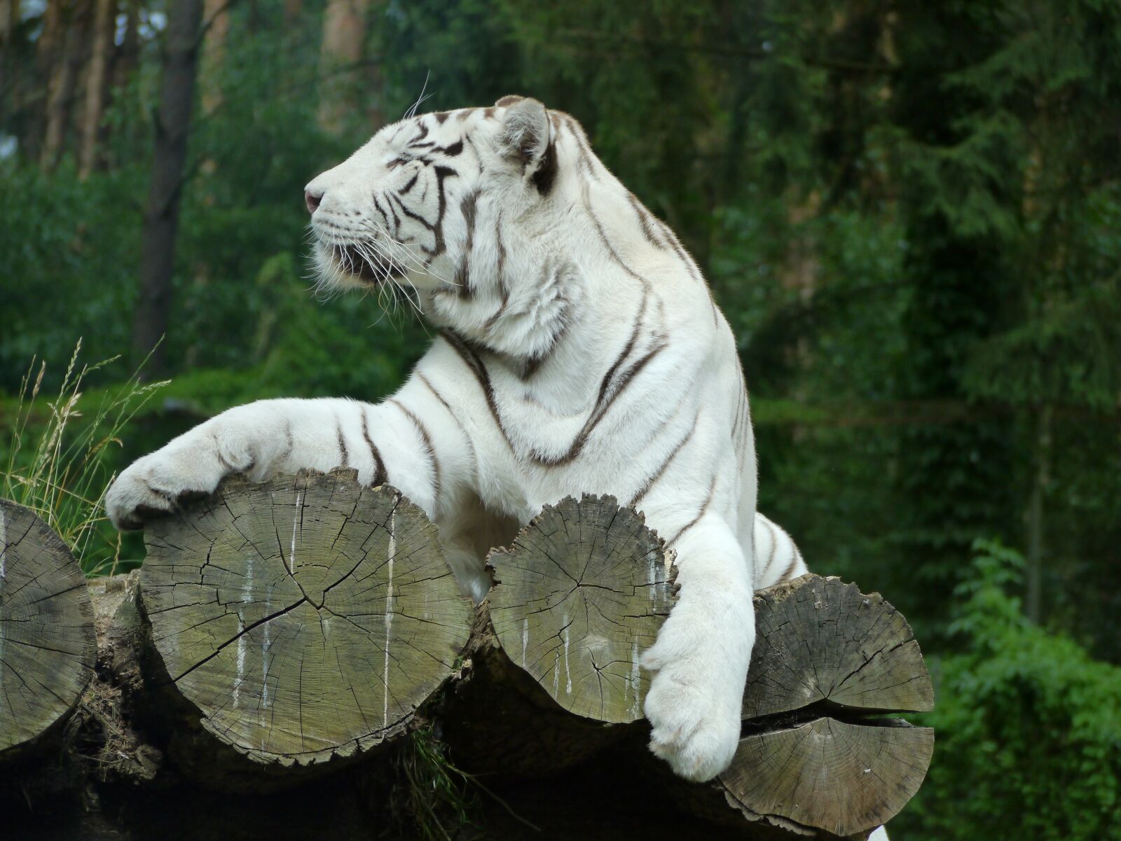 Panasonic Lumix DMC-G3 sample photo. Tiger, big cat, wildcat photography