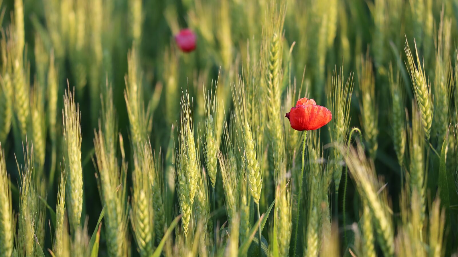 Canon EF 70-300 F4-5.6 IS II USM sample photo. Red poppy, wheat field photography