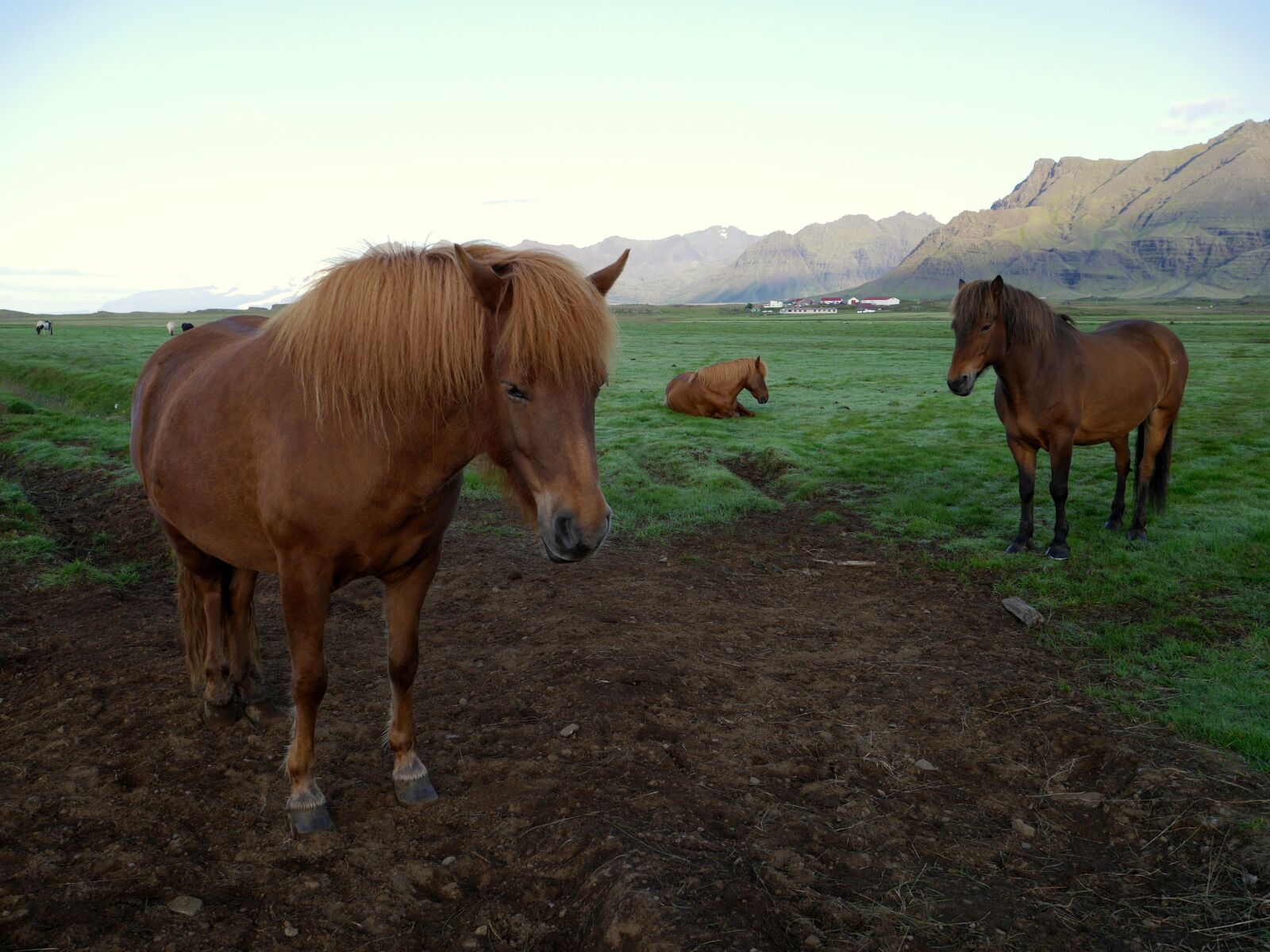 Panasonic Lumix DMC-G6 sample photo. Iceland, grass, meadow photography
