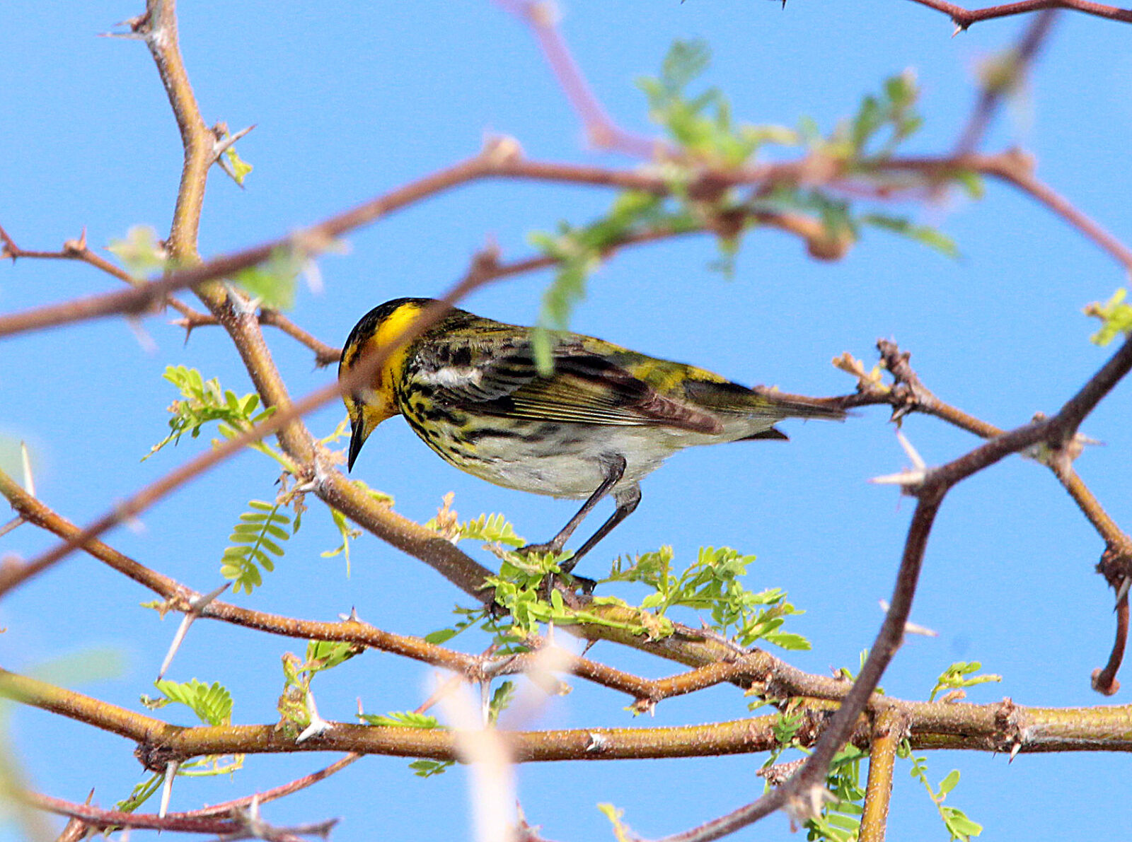 Canon EF 300mm F4L IS USM sample photo