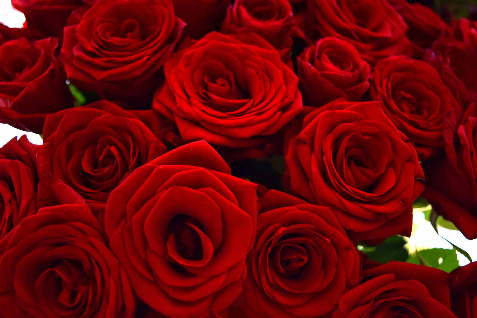 Nikon D3300 sample photo. Birthday, flowers, love, red photography