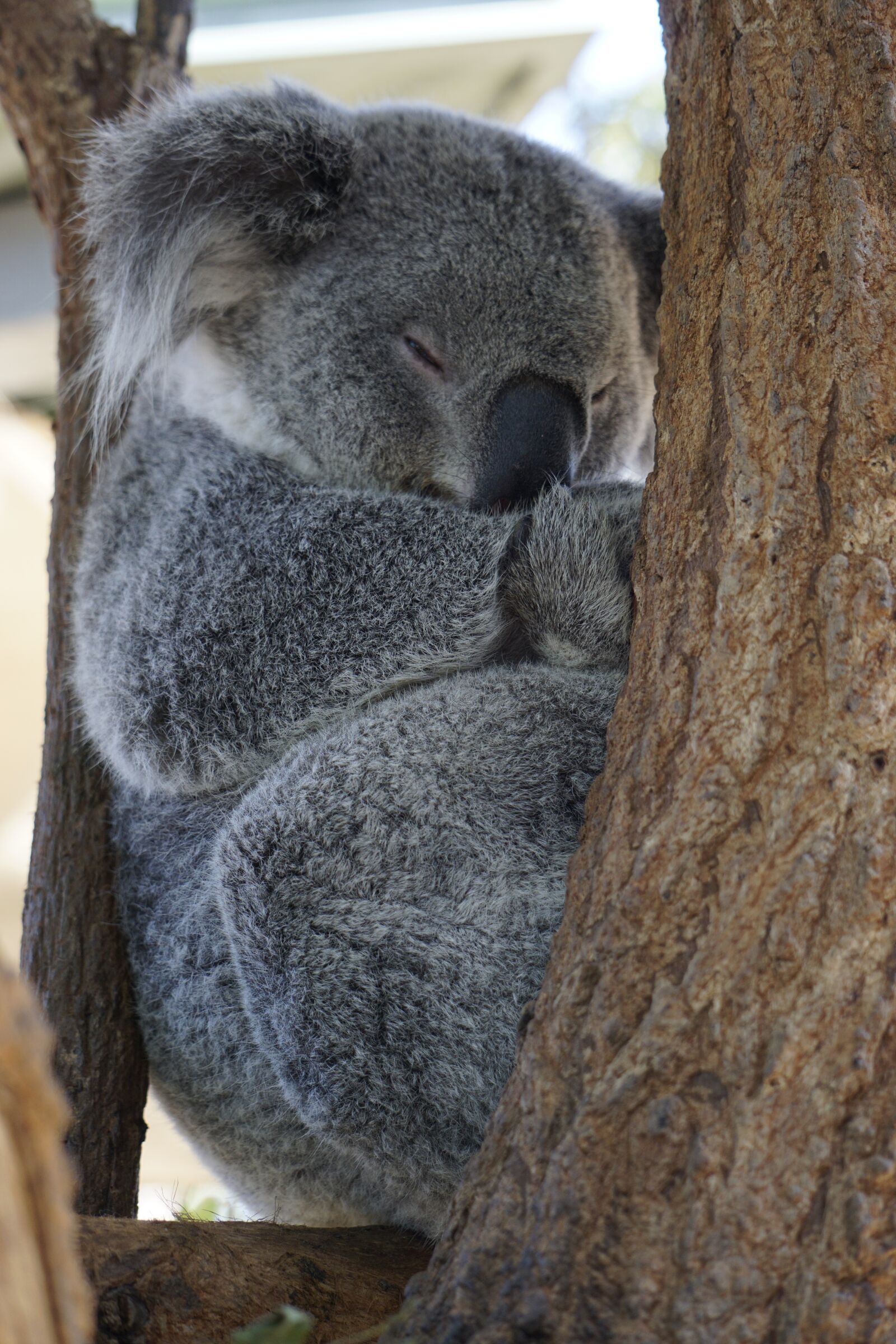 Sony E 55-210mm F4.5-6.3 OSS sample photo. Australia, koala, zoo photography