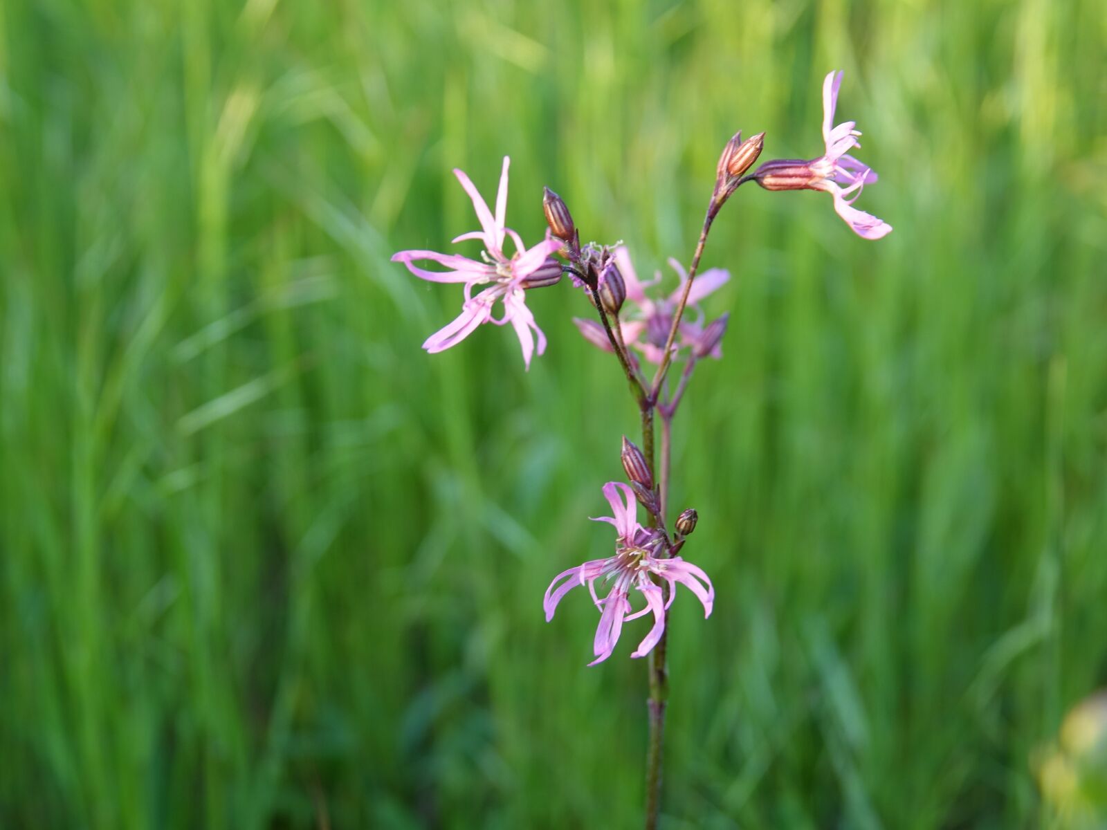 Sony Cyber-shot DSC-RX10 III sample photo. Meadow, flower, flowers photography