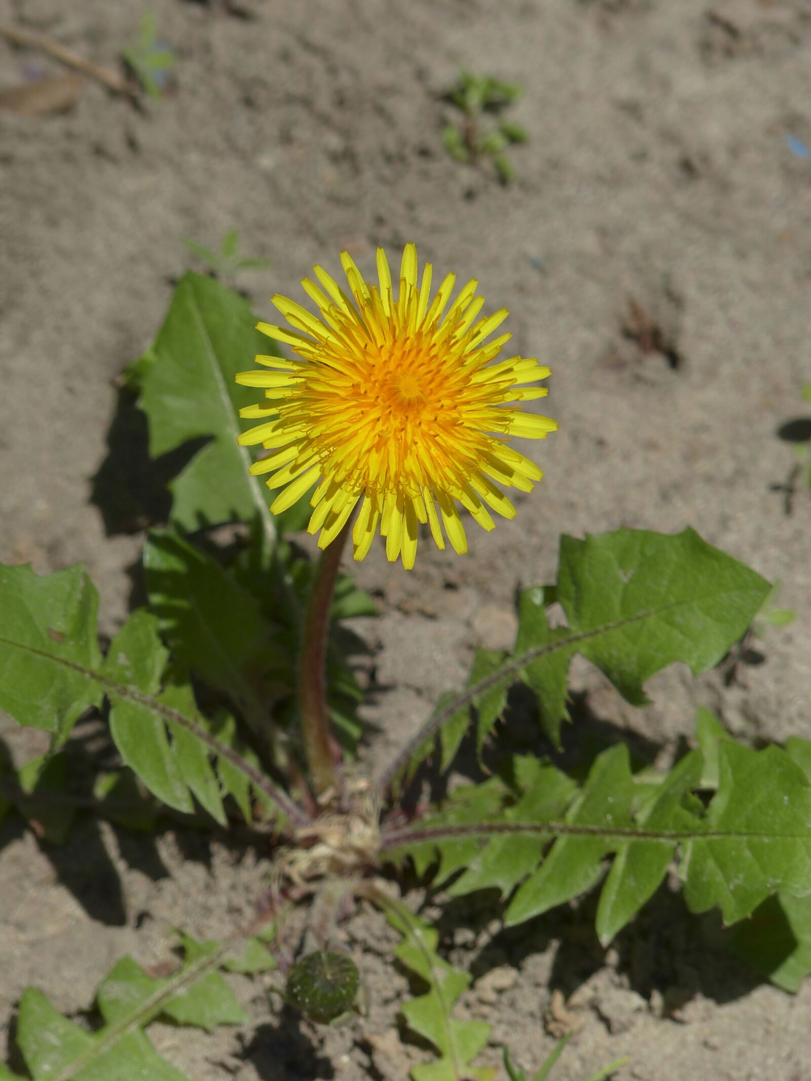 Panasonic Lumix DMC-FZ200 sample photo. Dandelion, flower, spring photography