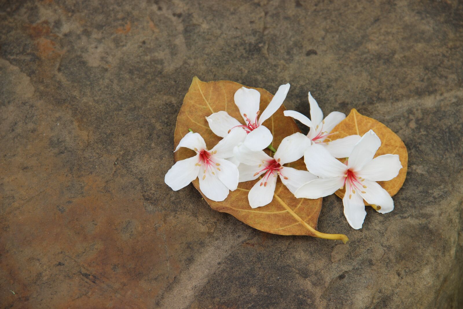 Canon EOS 600D (Rebel EOS T3i / EOS Kiss X5) sample photo. Wu yuexue, tung flowers photography