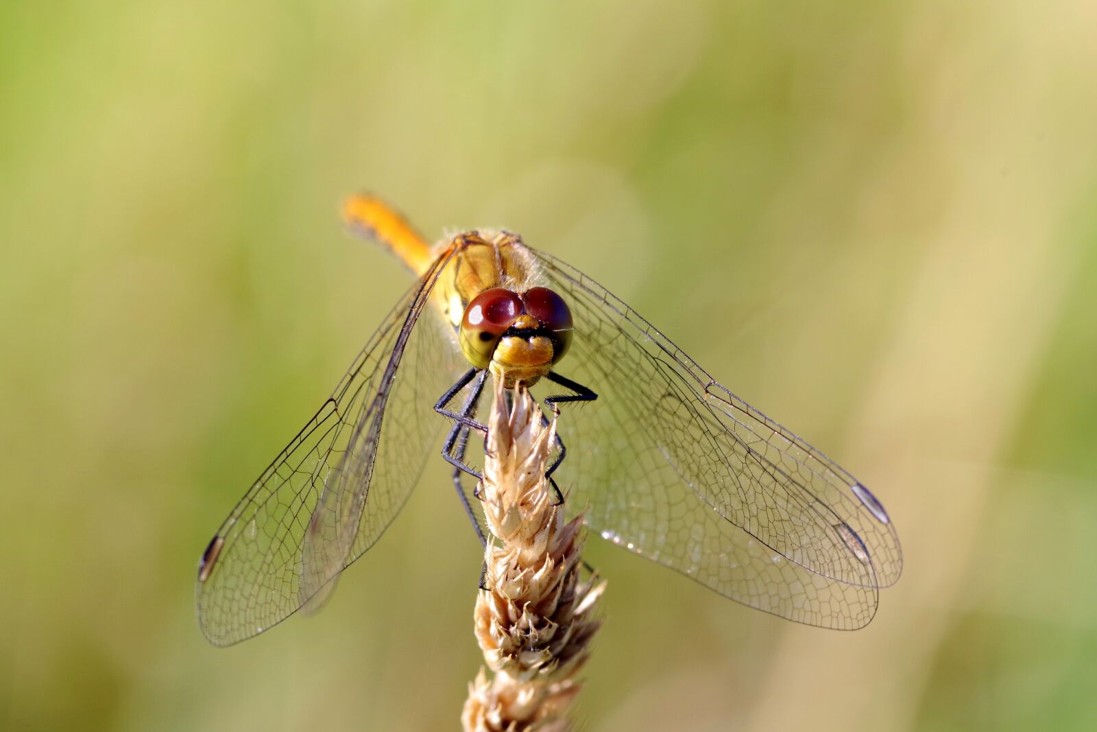Pentax K-S2 sample photo. Ważka, insect, wings photography
