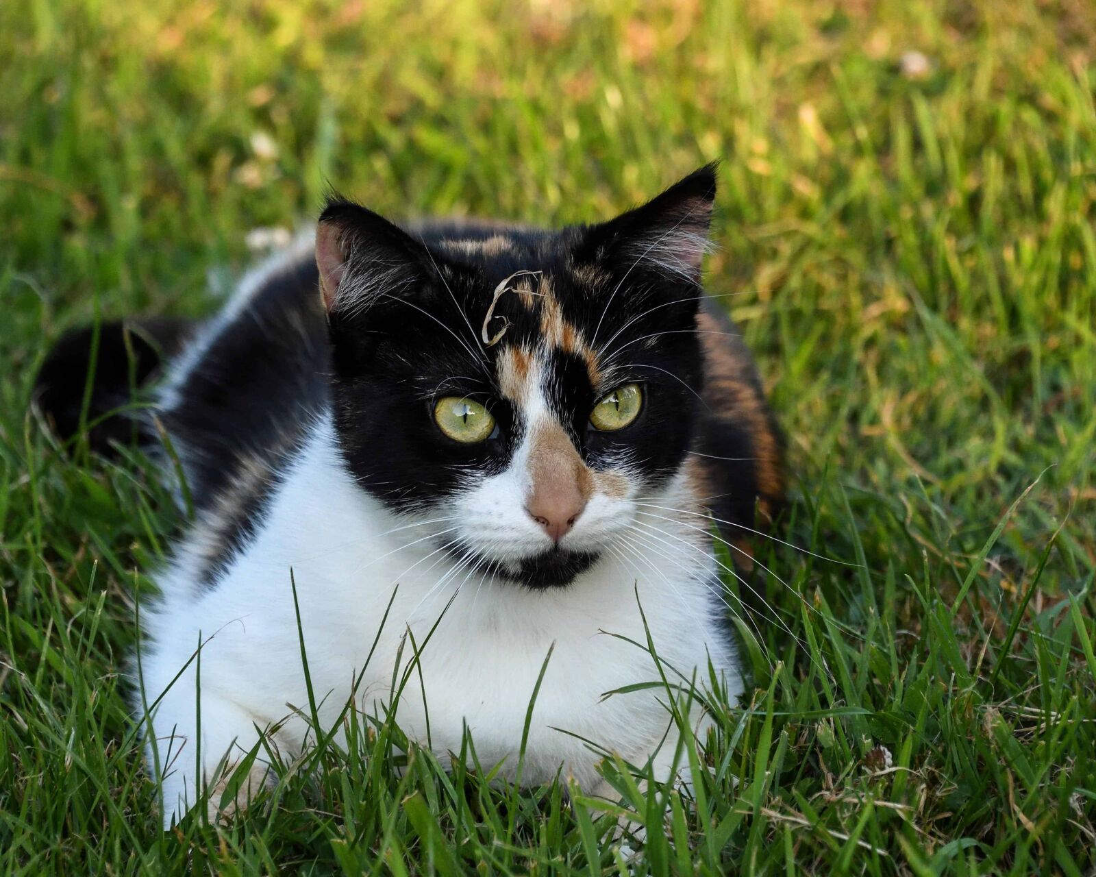 Nikon D500 sample photo. Grass, cat, head, cute photography