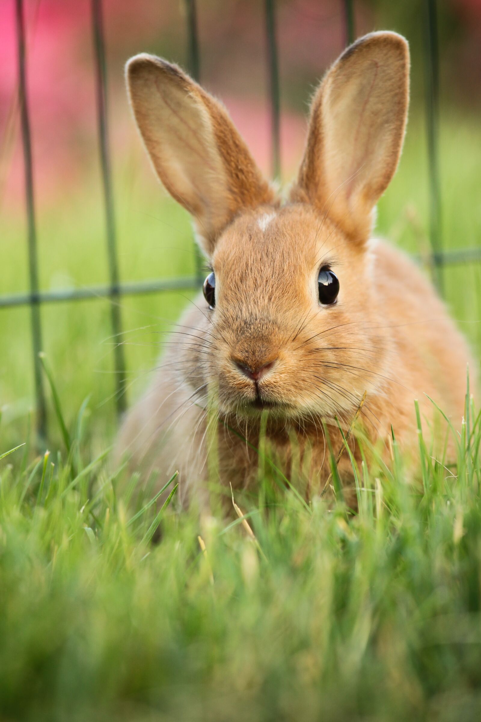Canon EF 70-200mm F4L IS USM sample photo. Hare, animal, green photography
