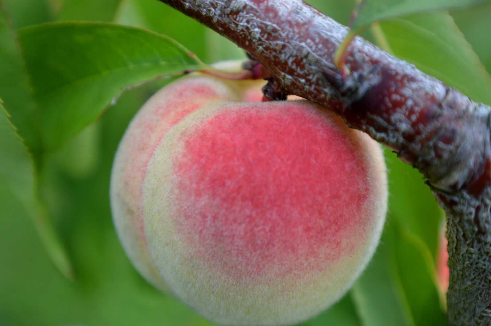 Nikon D3200 sample photo. Peach, close up, peach photography