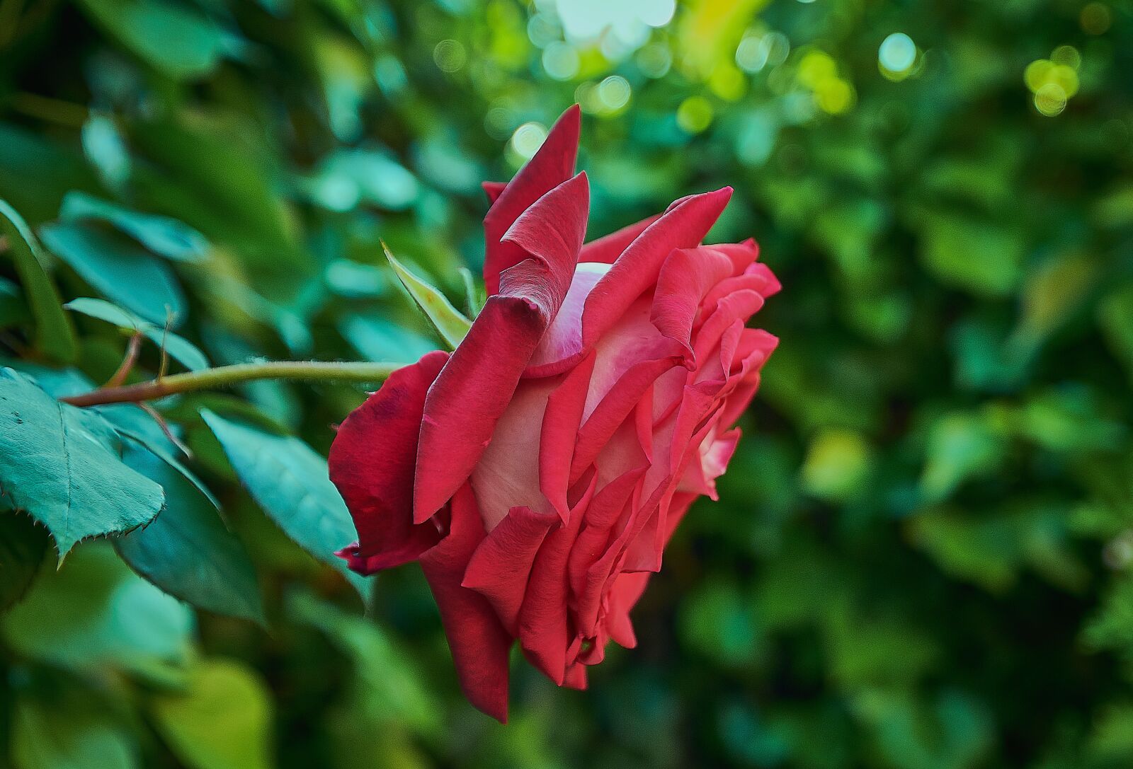Nikon D7200 sample photo. Rosa, red, roses photography