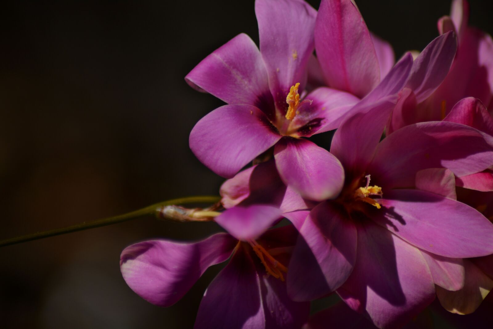 Nikon D5200 sample photo. Ixia, magenta, flower photography