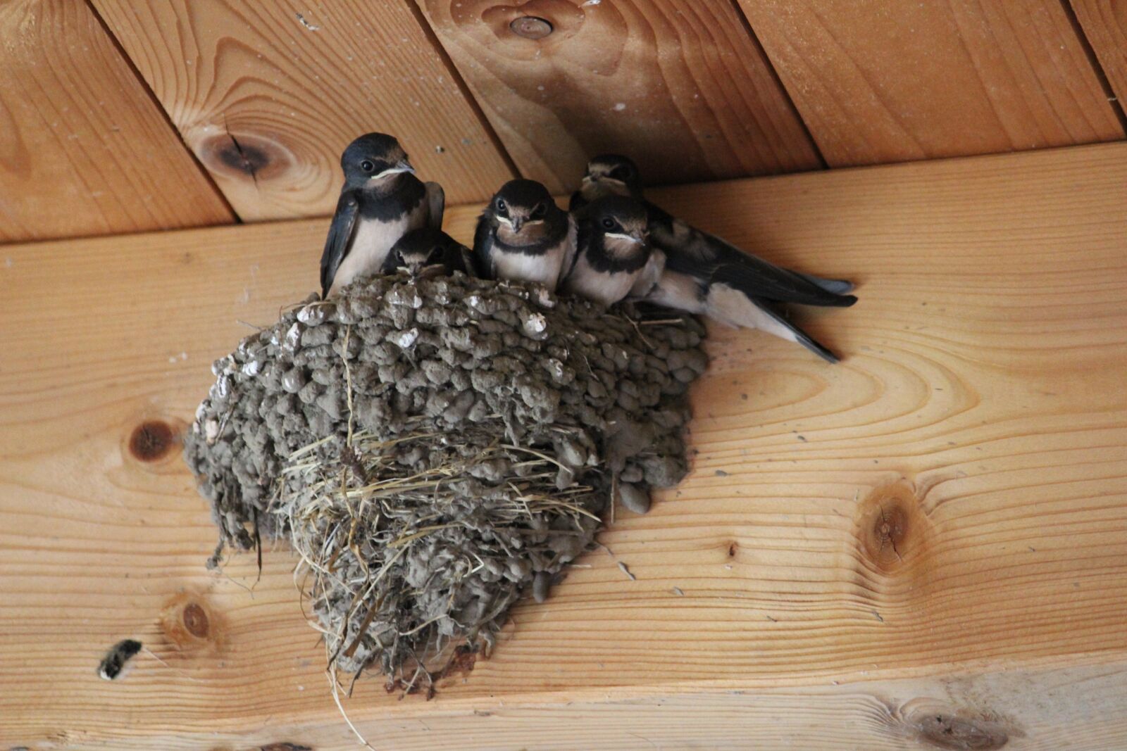 Canon EOS 600D (Rebel EOS T3i / EOS Kiss X5) sample photo. Barn swallows, muttergl ck photography