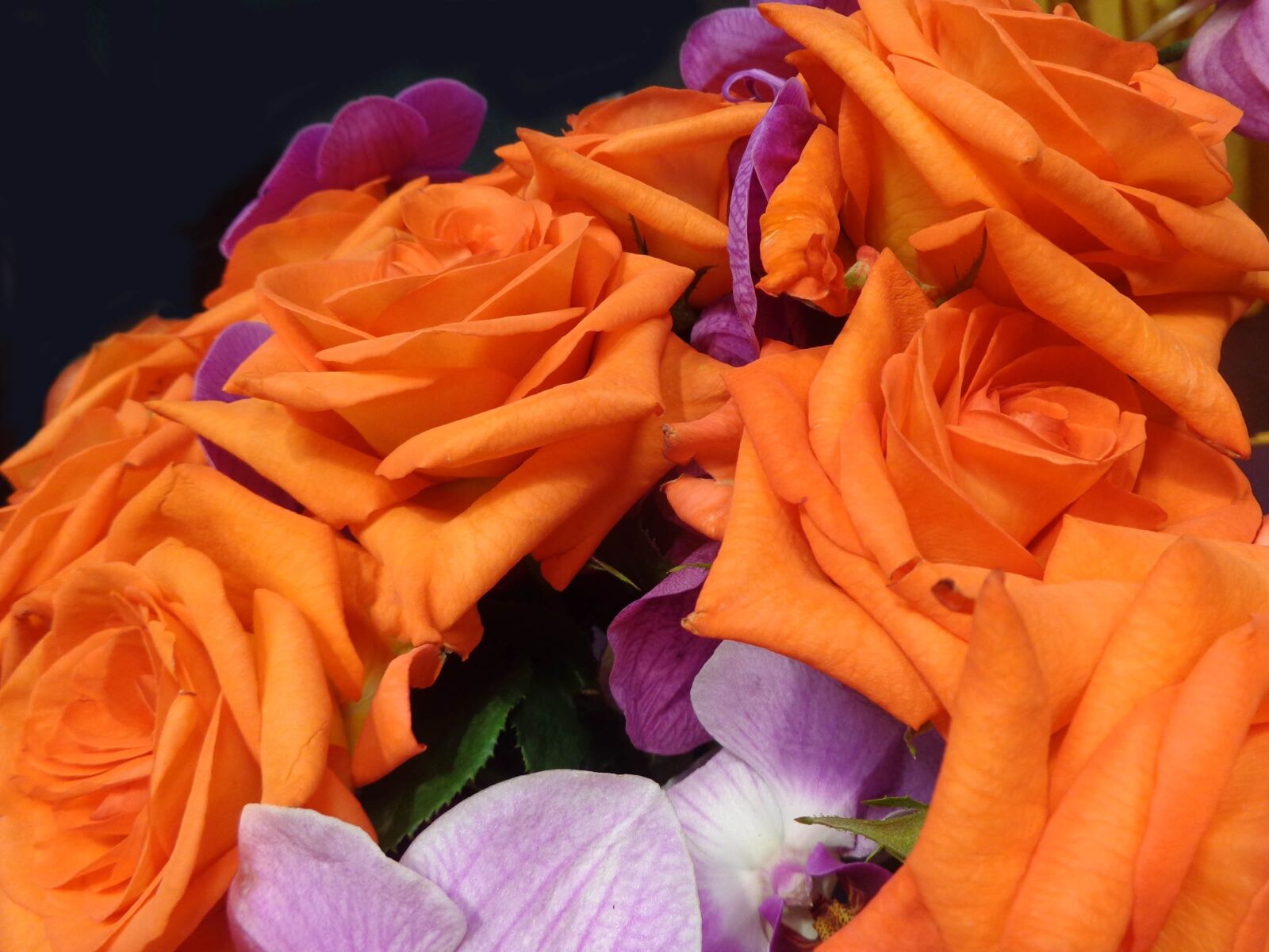 Sony Cyber-shot DSC-W730 sample photo. Orchards, roses, orange photography