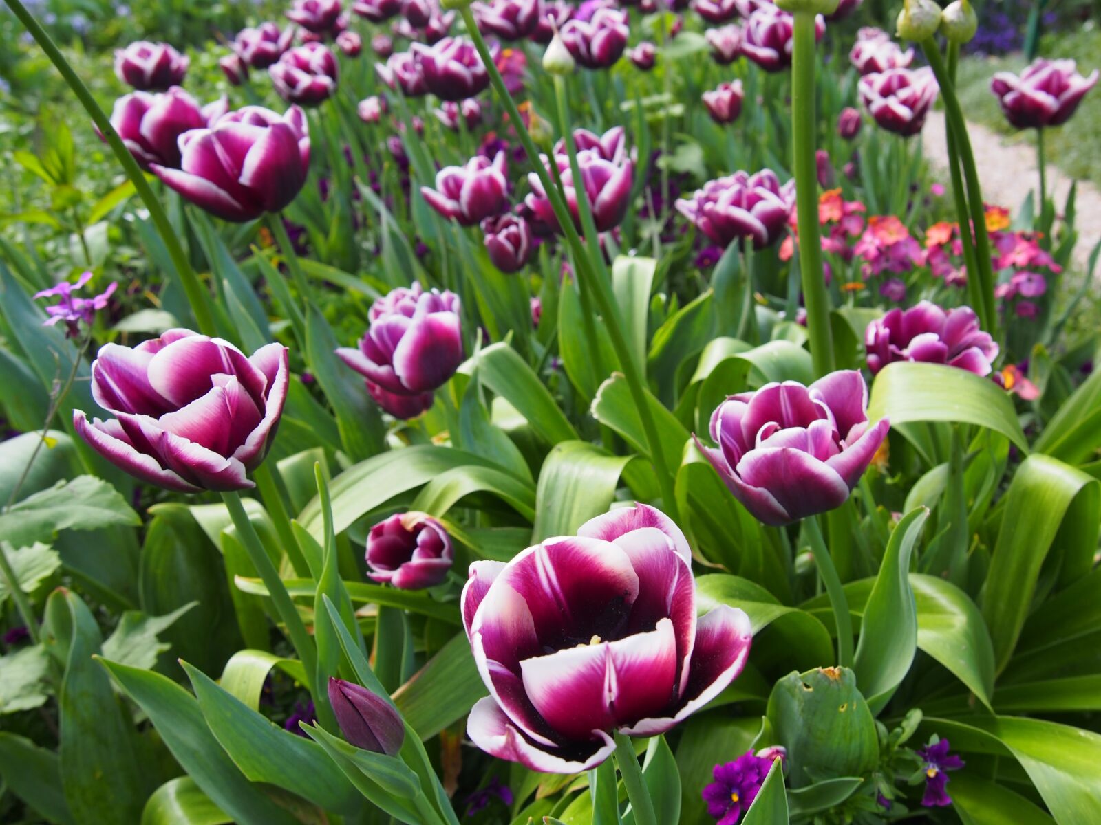 Olympus PEN E-PL6 sample photo. Flower, plant, tulip photography