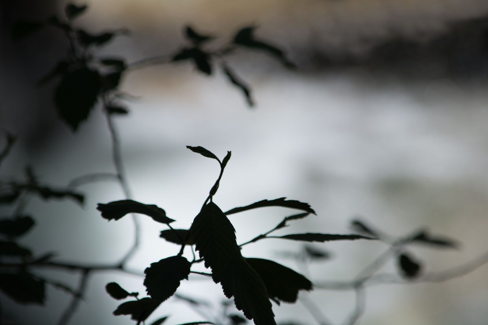 Nikon D7100 sample photo. Leaves, shadow, shadow play photography