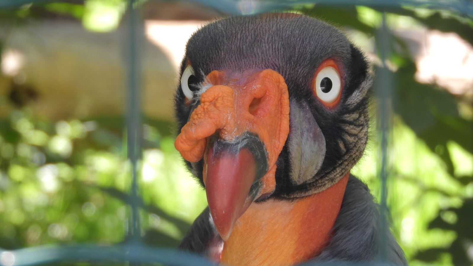 Nikon Coolpix P610 sample photo. Condor, condor royal, sarcoramphus photography