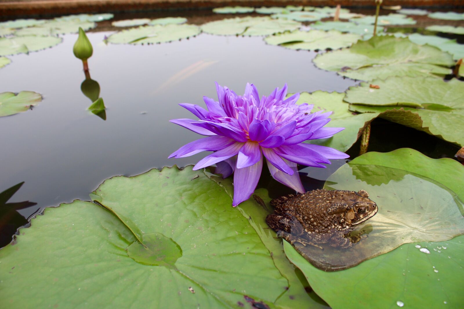 Canon EOS 600D (Rebel EOS T3i / EOS Kiss X5) sample photo. Water lily, purple, blossomed photography