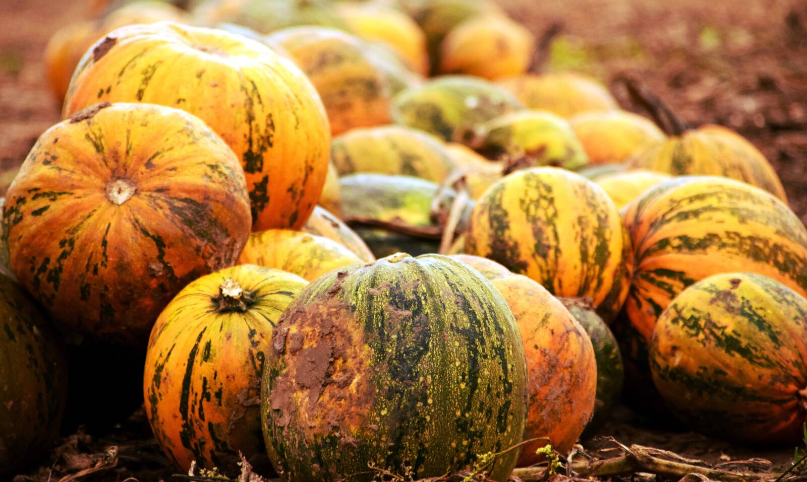 Nikon D3300 sample photo. Pumpkin, autumn, vegetables, food photography