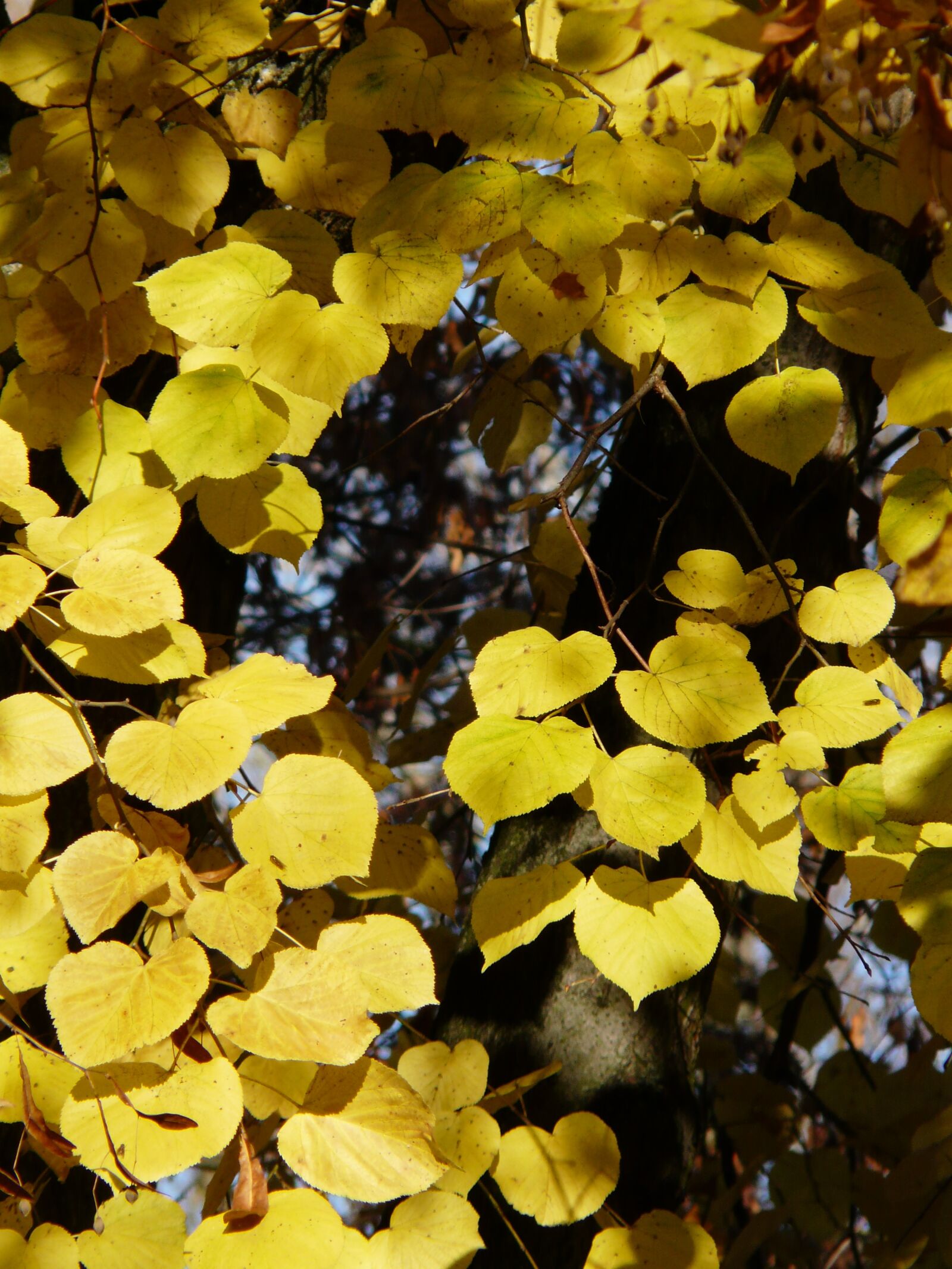 Panasonic DMC-FZ18 sample photo. Lipovina, linde, tilia photography
