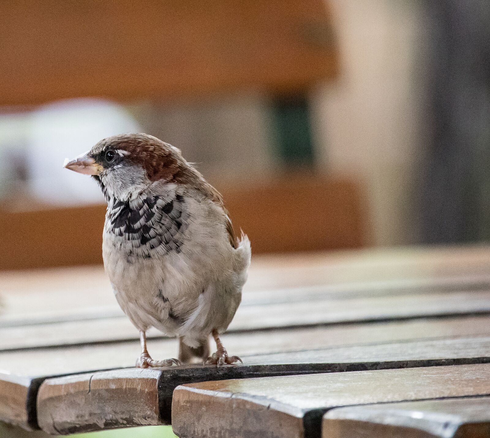 Canon EF-S 55-250mm F4-5.6 IS STM sample photo. Sparrow, sperling, bird photography