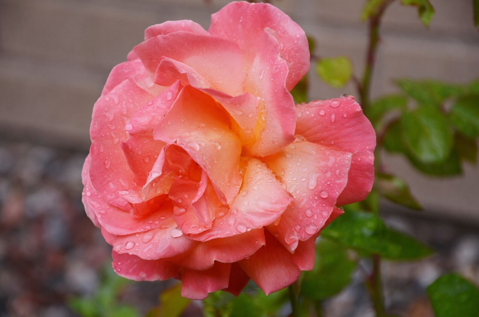Nikon D7000 sample photo. Rose, flower, floral photography