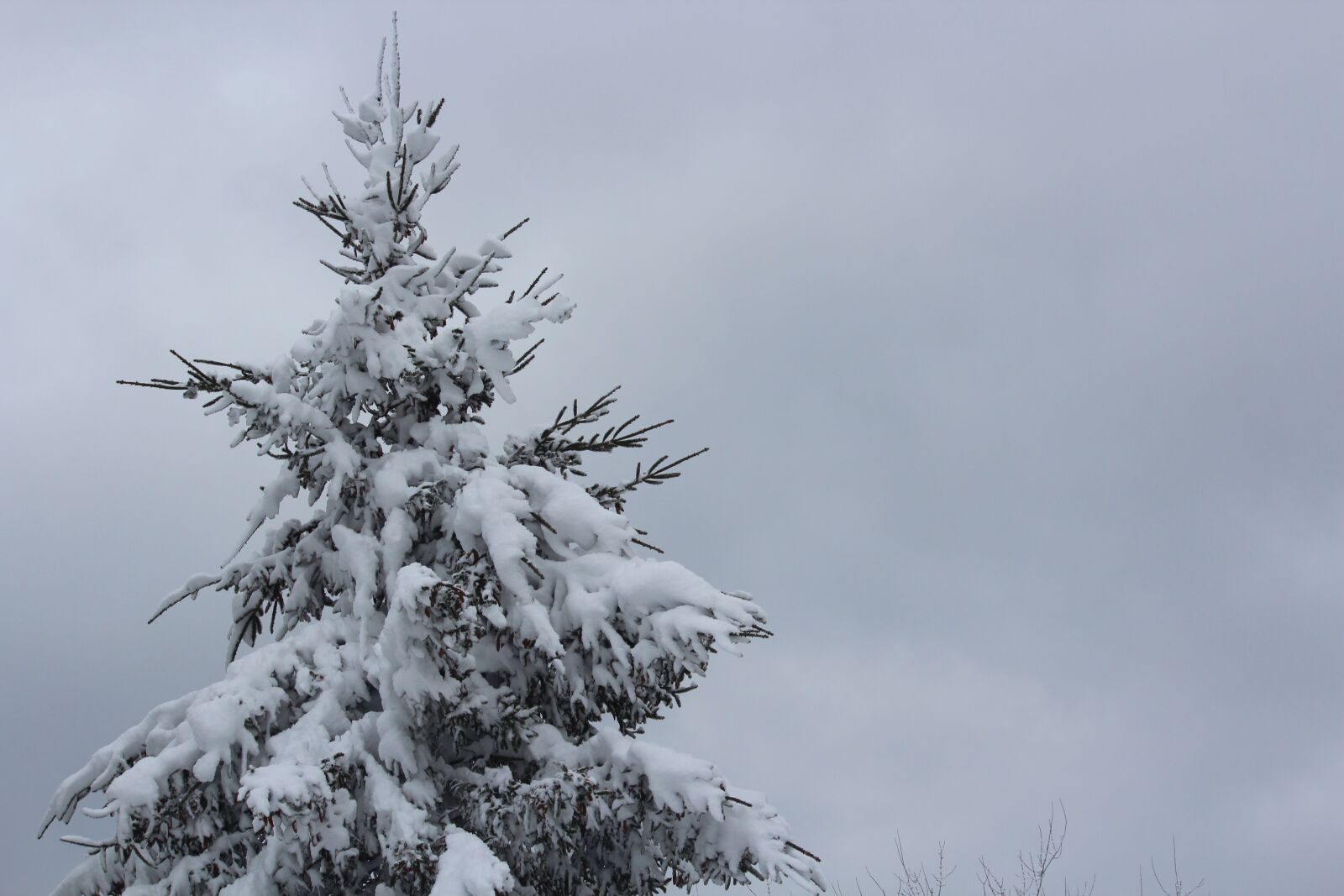 Canon EOS 600D (Rebel EOS T3i / EOS Kiss X5) sample photo. Snow, tree, fir photography