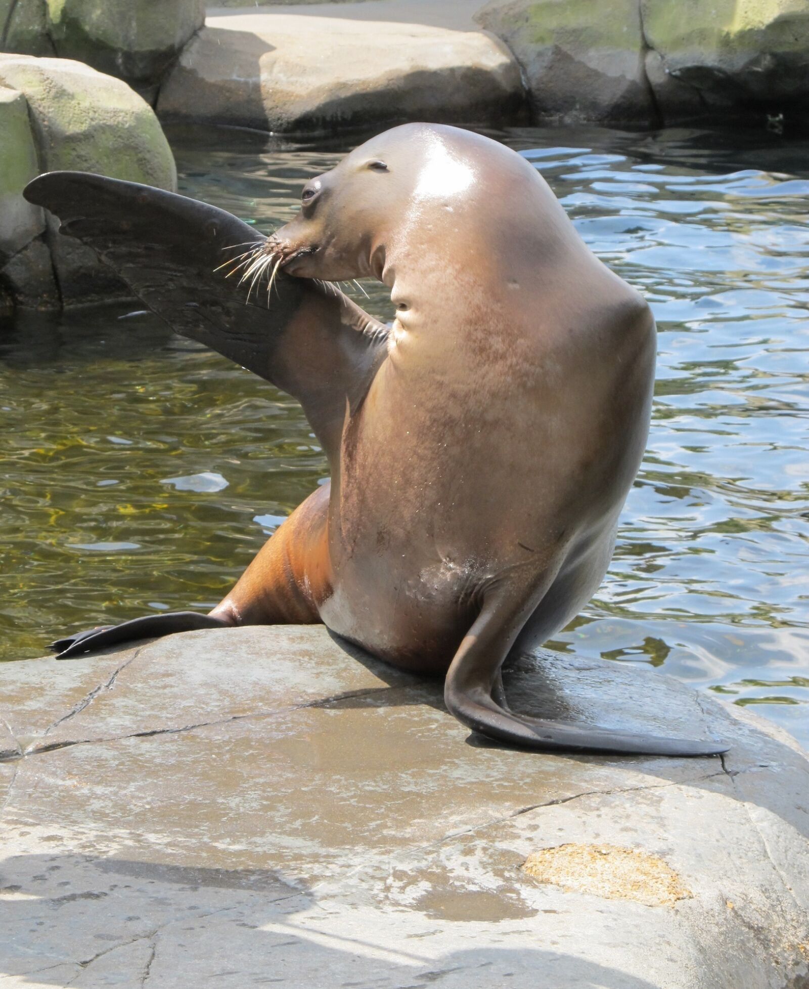 Canon PowerShot SX130 IS sample photo. Sea lion, posing, marine photography