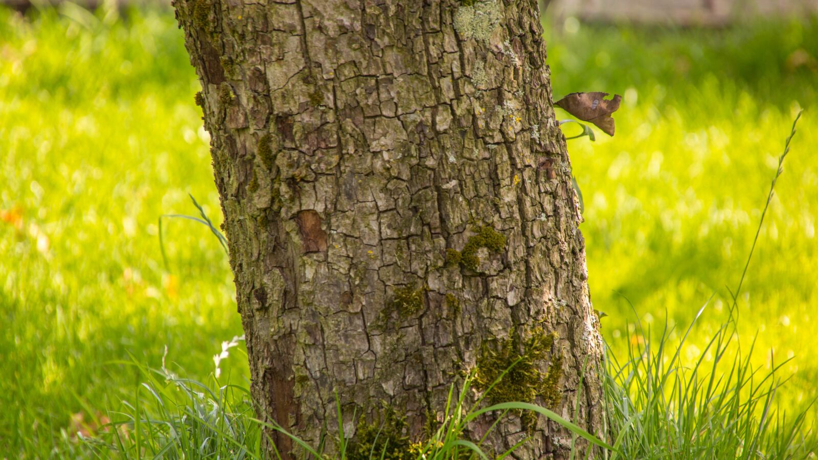 Canon EOS M sample photo. Tree, nature, beautiful day photography