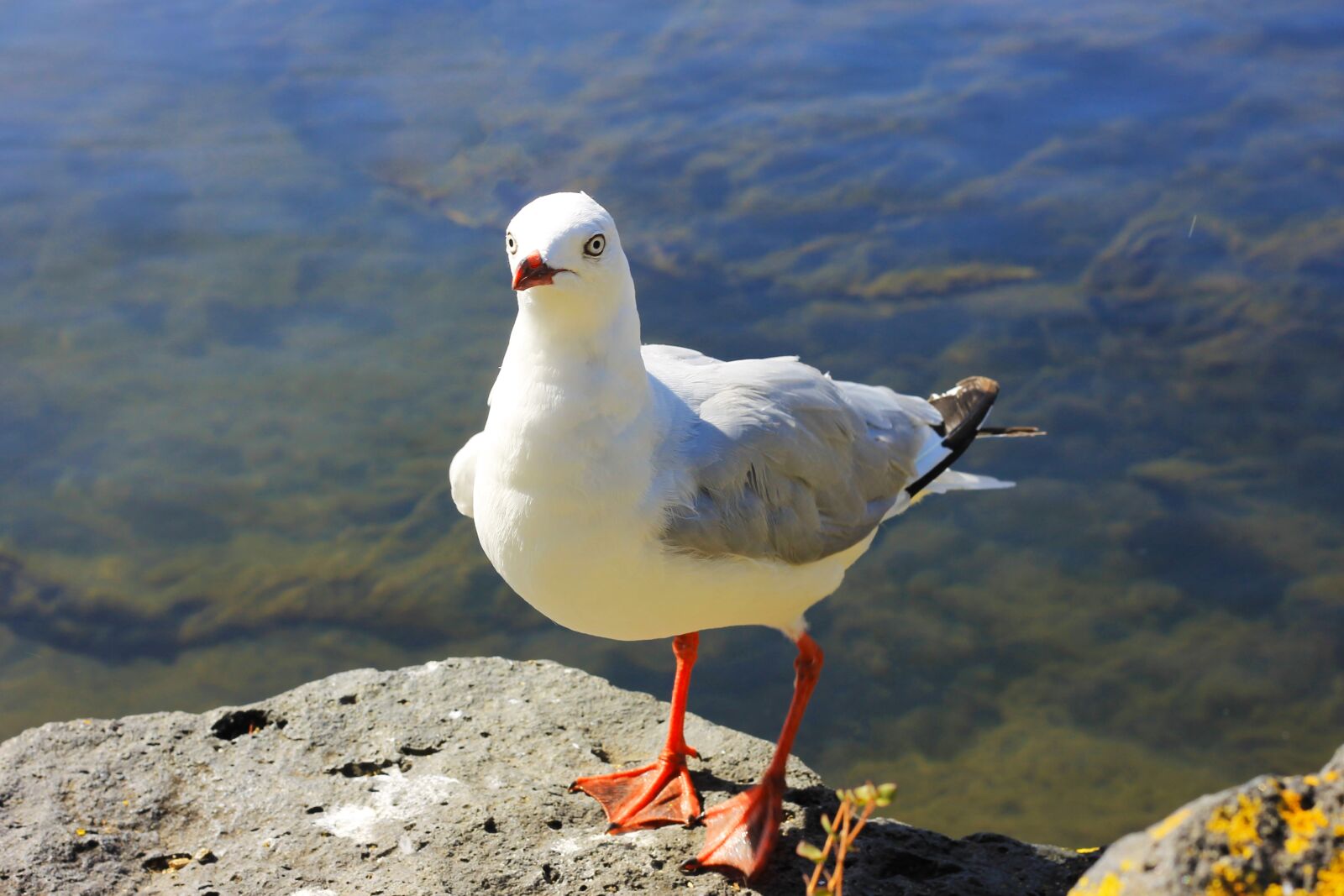 Canon EOS 1100D (EOS Rebel T3 / EOS Kiss X50) + Canon EF 50mm F1.8 II sample photo. Water, seagull, scenic photography