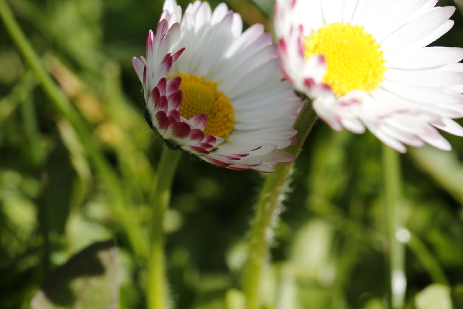 Canon EF 100mm F2.8L Macro IS USM sample photo. Spring, sprout, engine photography