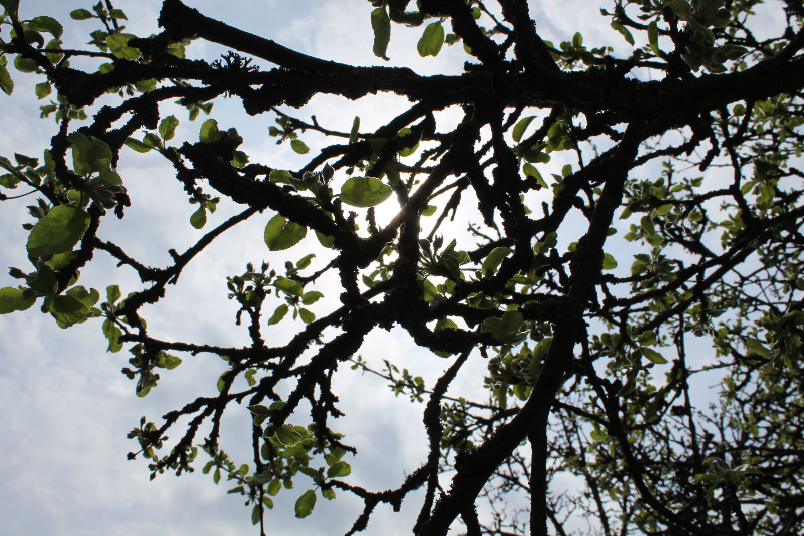 Canon EOS 1300D (EOS Rebel T6 / EOS Kiss X80) sample photo. Apple, tree, branch, clouds photography