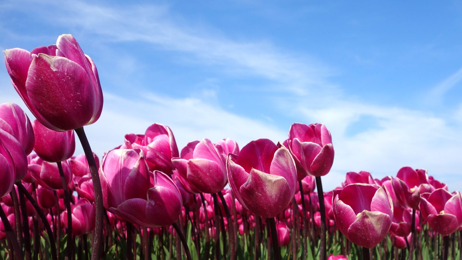 Sony Cyber-shot DSC-RX100 sample photo. Tulips, holland, spring photography