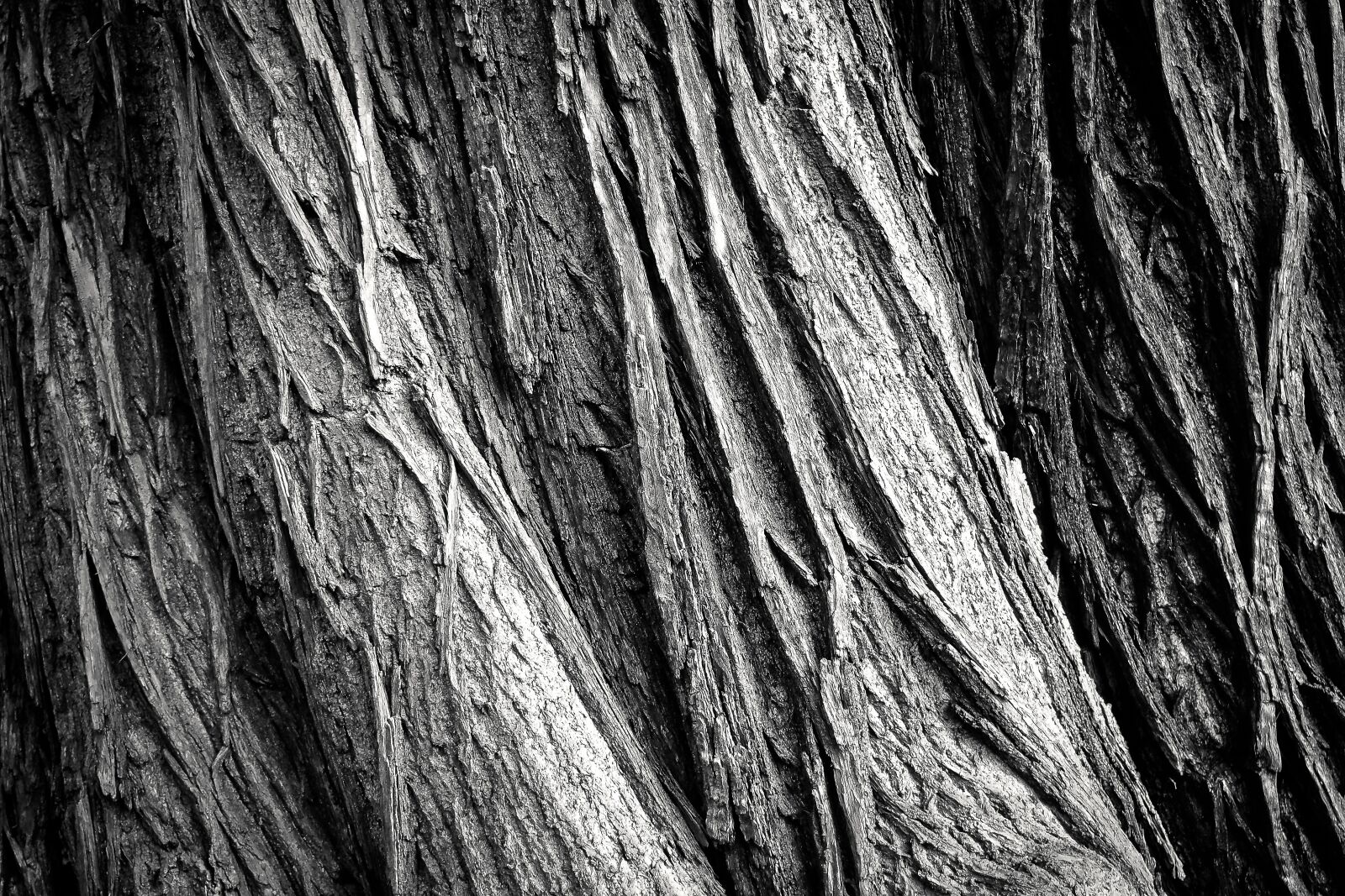 Olympus OM-D E-M10 sample photo. Tree, tree bark, log photography