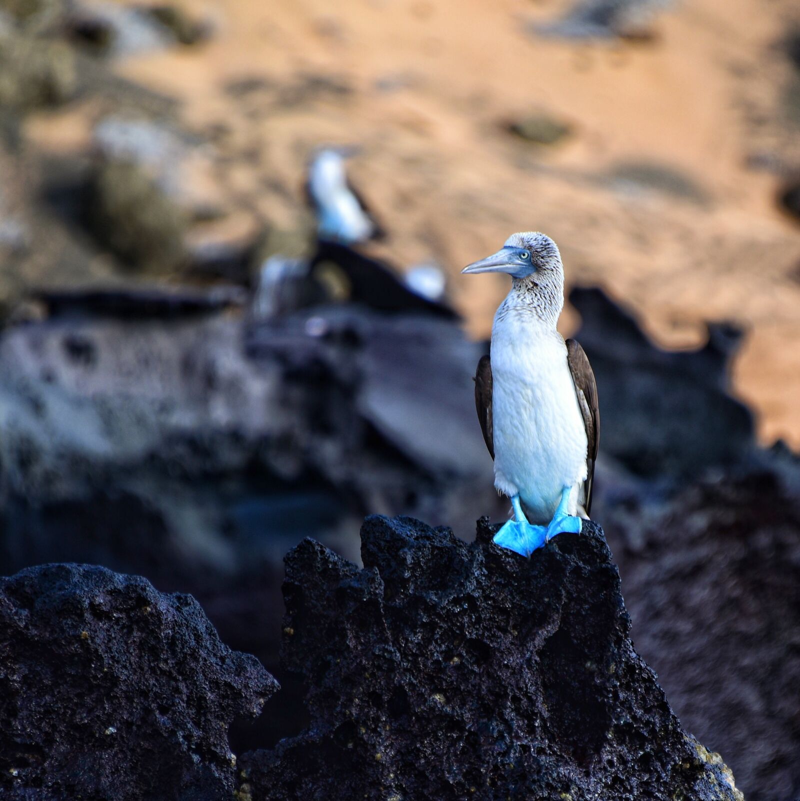 Nikon D810 sample photo. Blue, foot, boobies photography