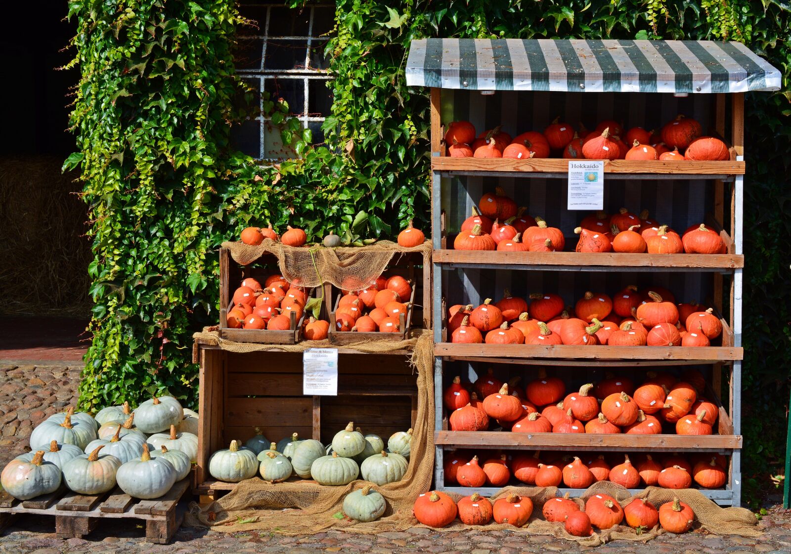 Nikon D5200 sample photo. Pumpkin, harvest time, sale photography