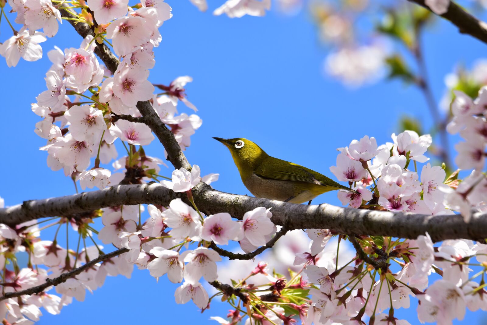 Nikon D7200 sample photo. Animal, plant, flowers photography