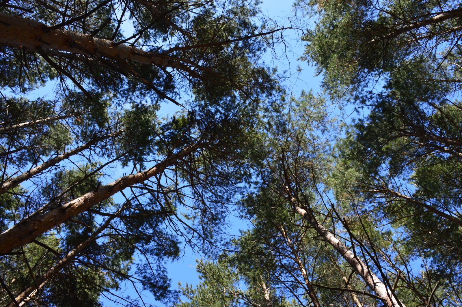 Nikon D3200 sample photo. Pine, forest, spring photography