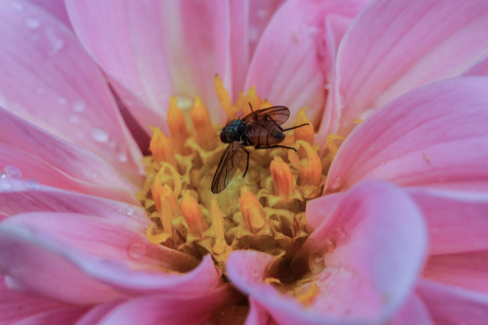 Canon EOS 7D Mark II sample photo. Flower, insect, macro photography