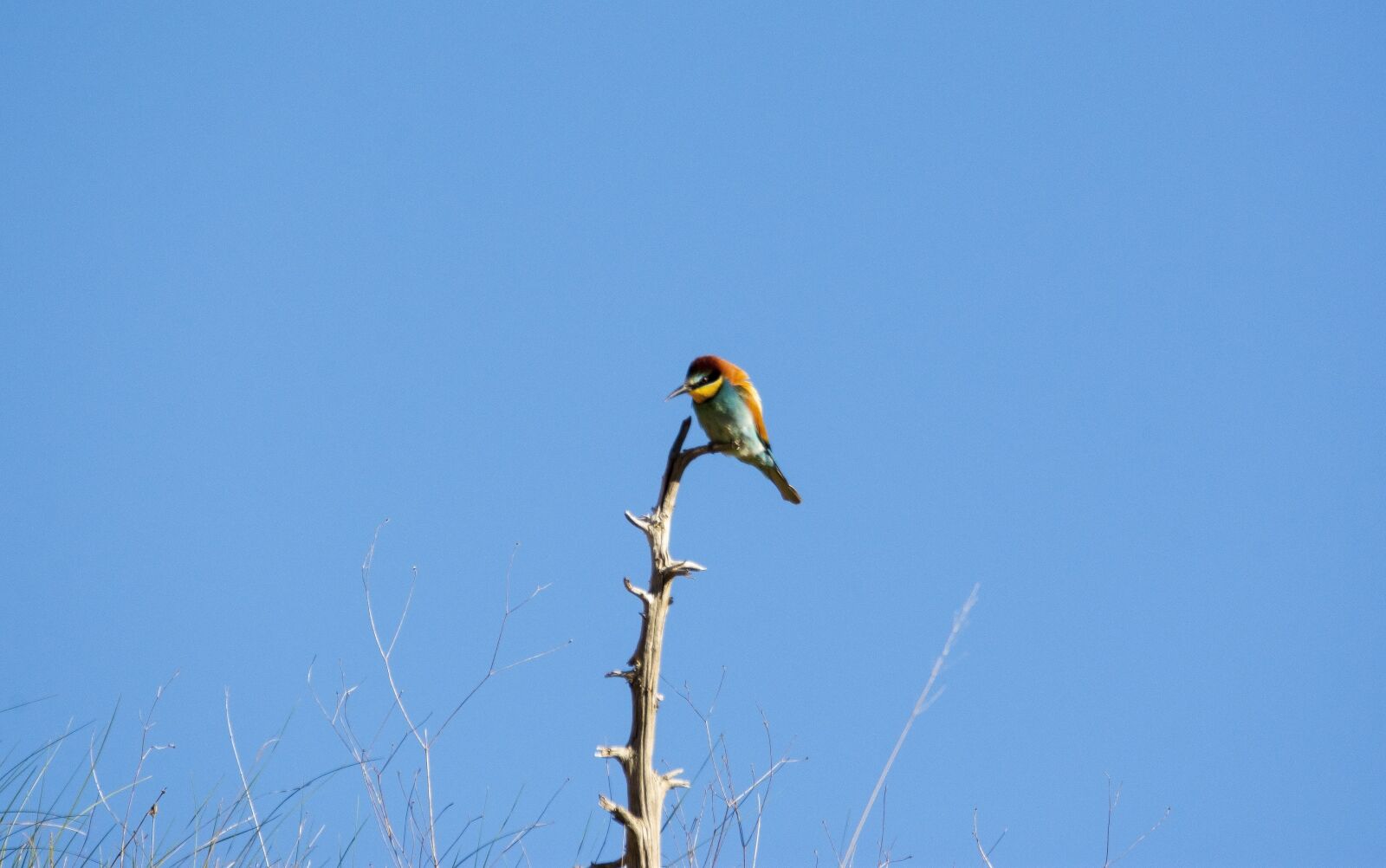 Nikon D7200 sample photo. Bird, nature, bee-eater photography
