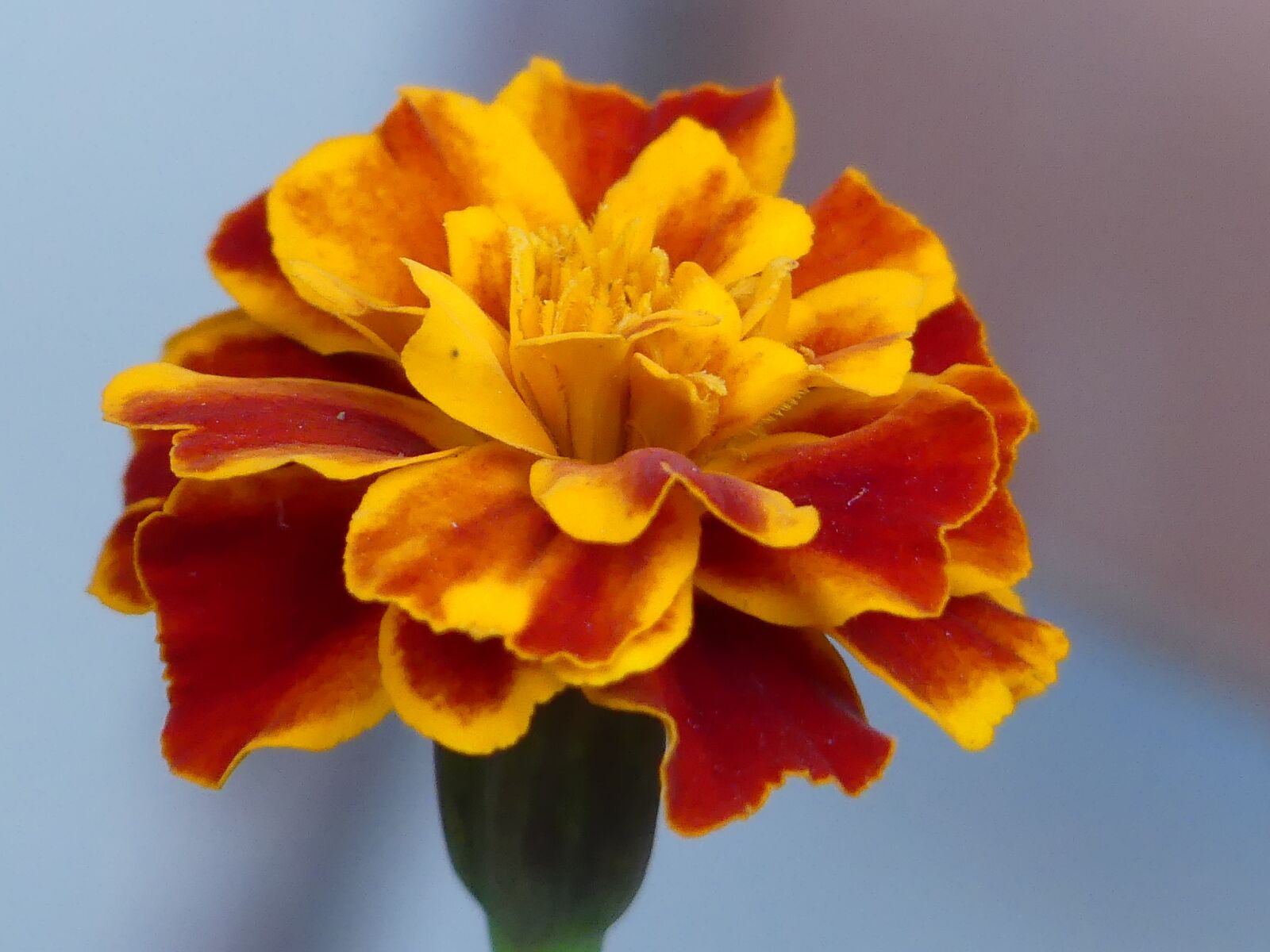 Panasonic Lumix DMC-FZ300 sample photo. Tagete, flower, nature photography