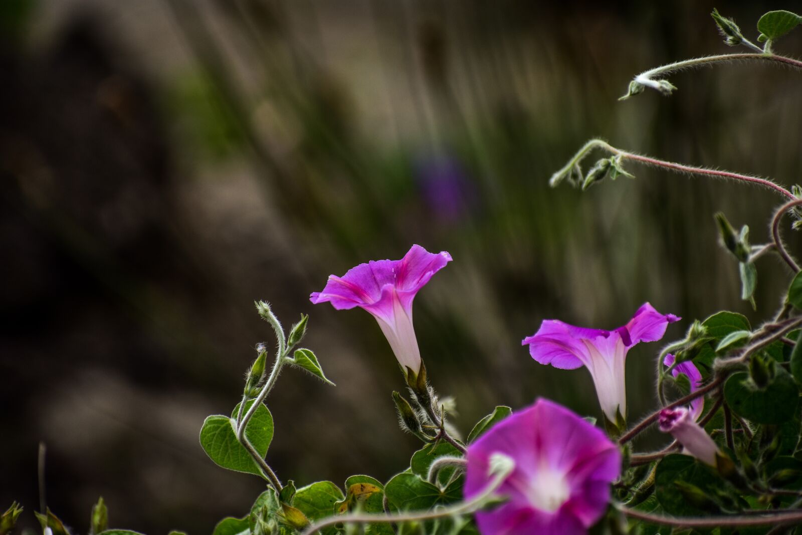 Nikon D3400 sample photo. Flower, wild flower, summer photography