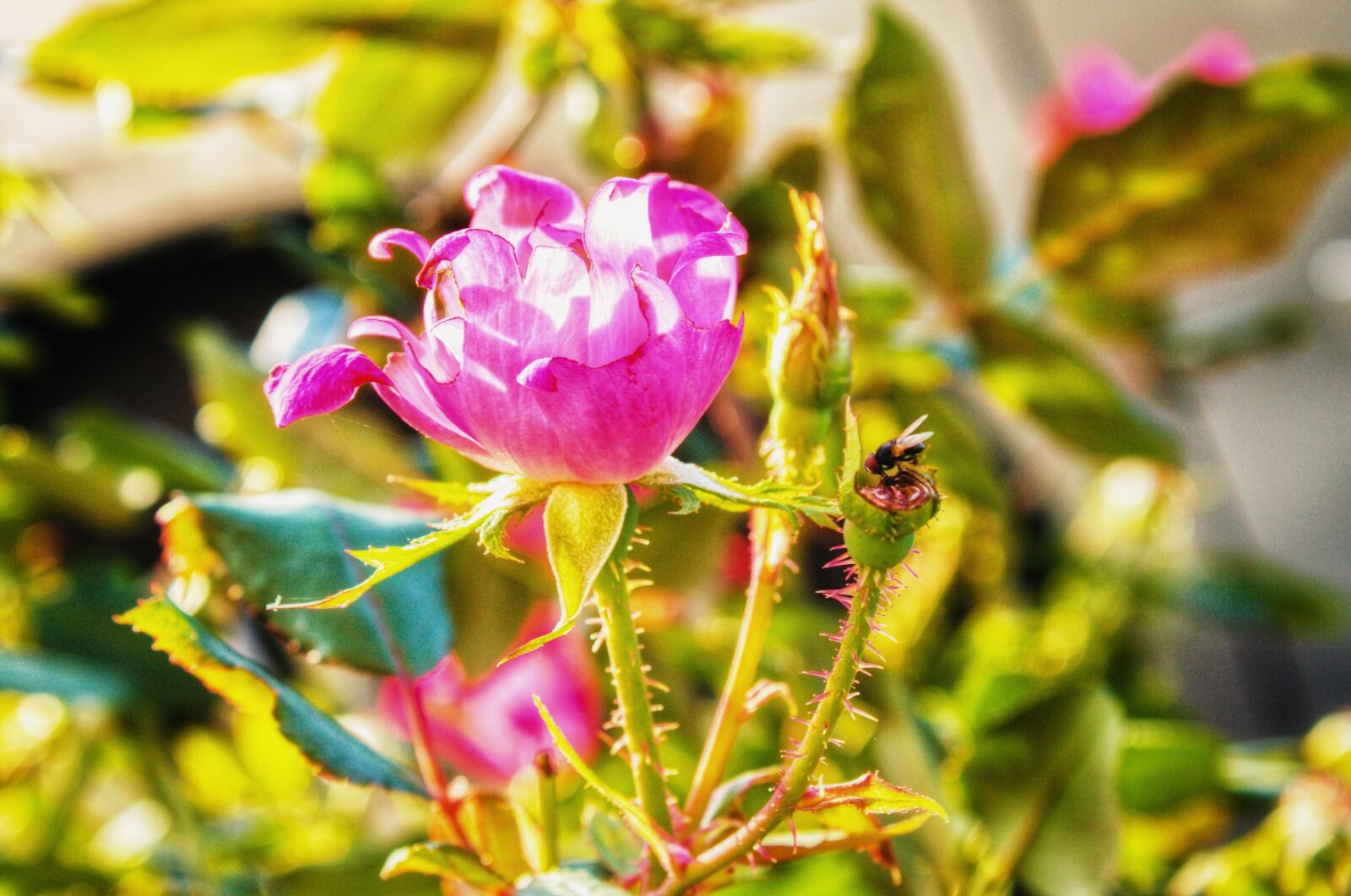 Canon EOS 1100D (EOS Rebel T3 / EOS Kiss X50) sample photo. Autumn, roses, nature photography