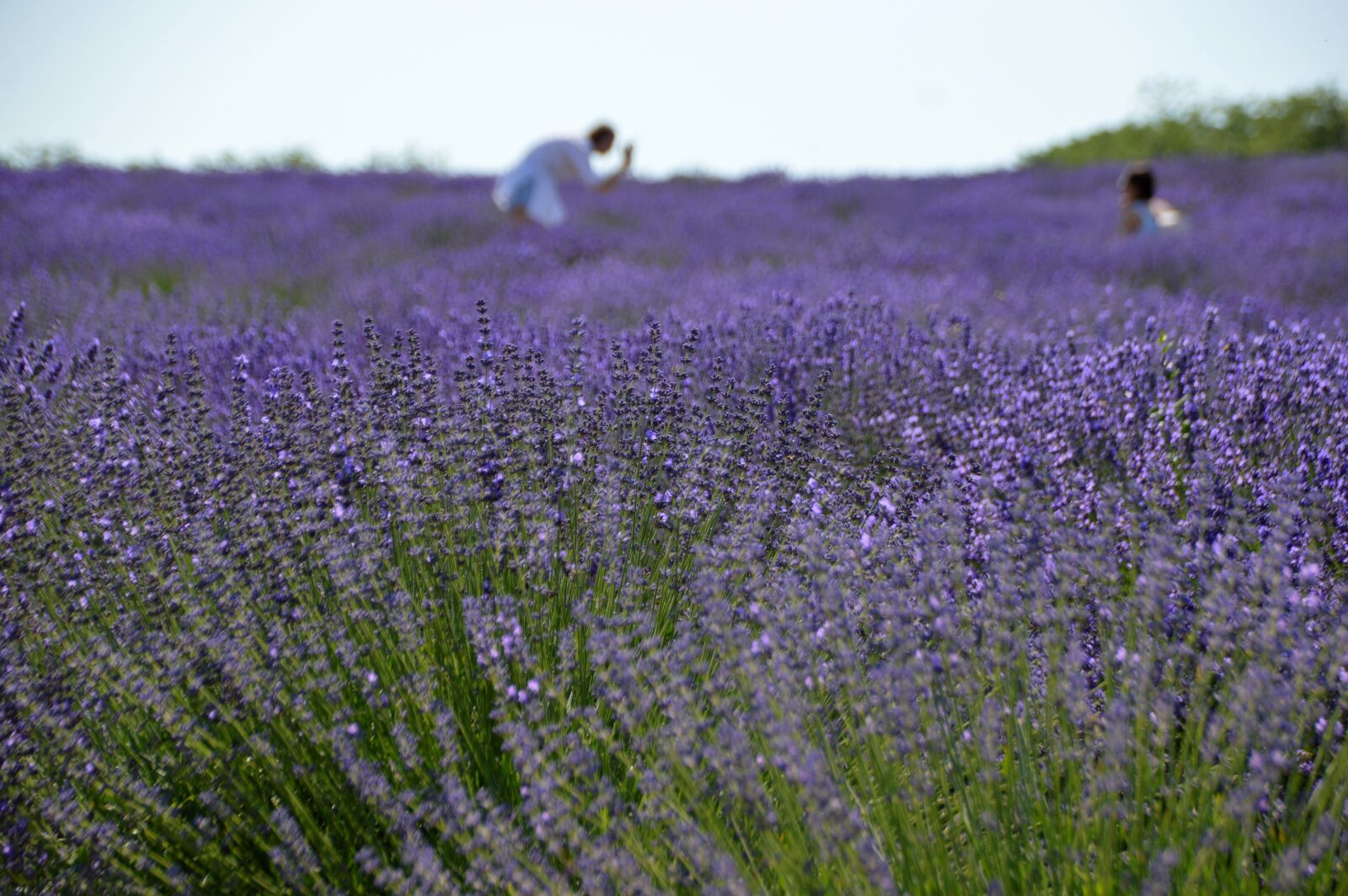 Nikon D3200 sample photo. Lavender, flower, nature photography