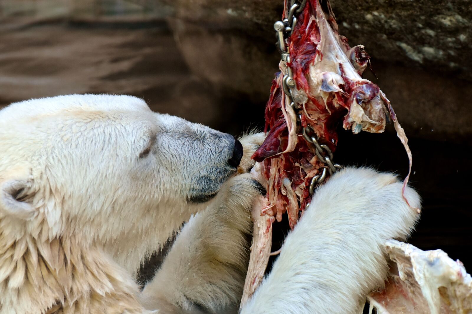 Nikon D7200 sample photo. Polar bear, feeding, meat photography