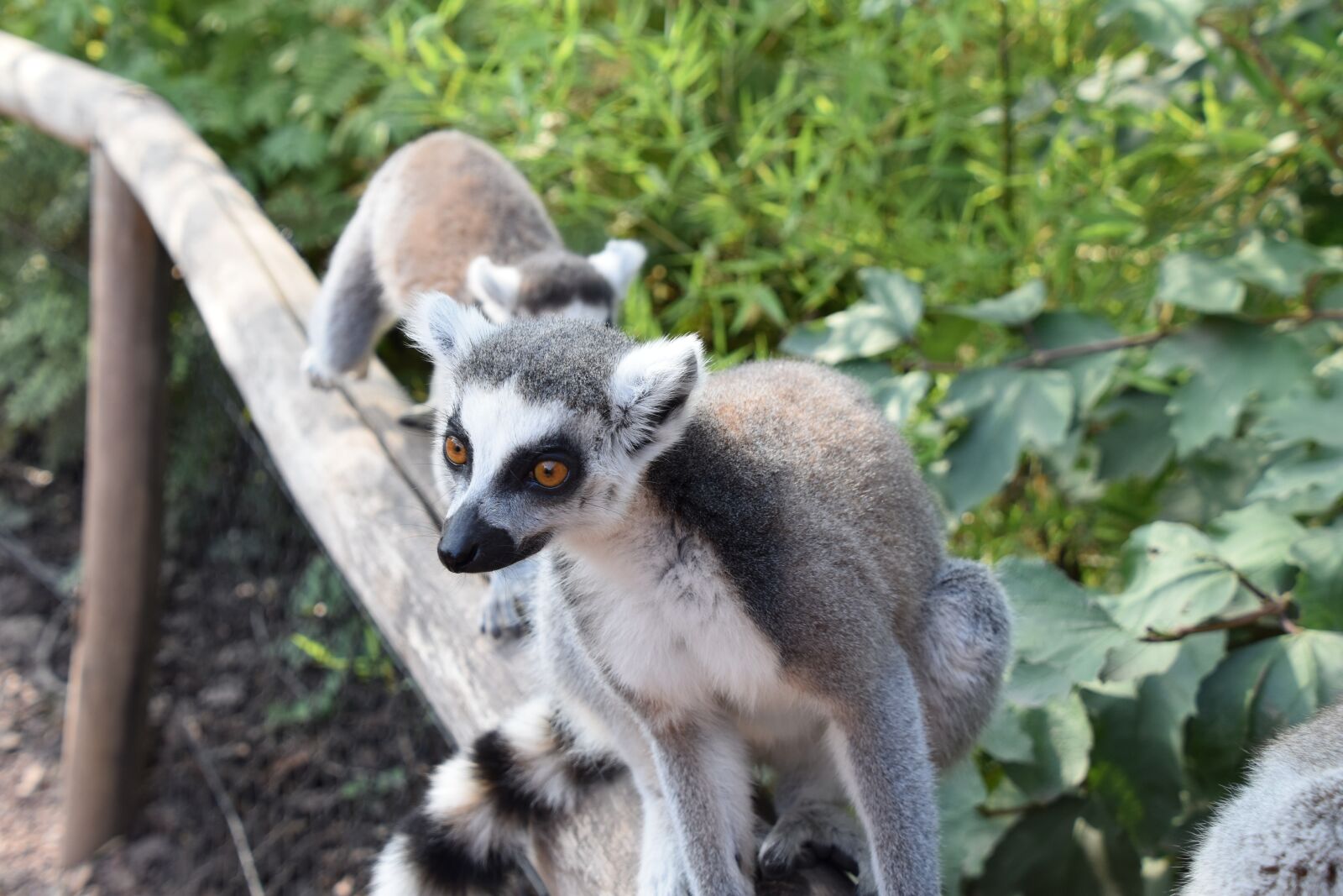 Nikon D5600 sample photo. Lemur, maki catta, fur photography