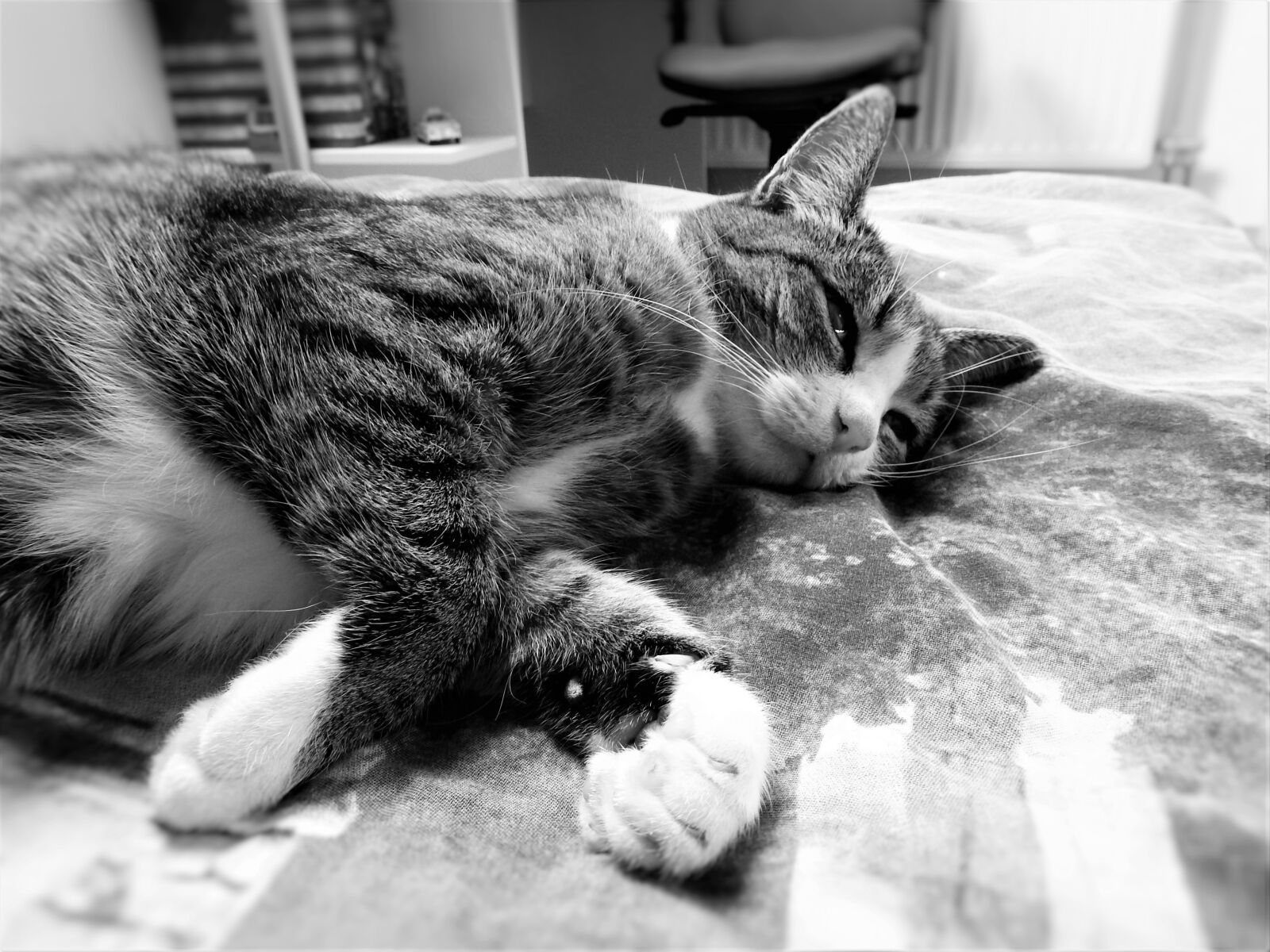 Nikon Coolpix P900 sample photo. Cat, animal, pet photography