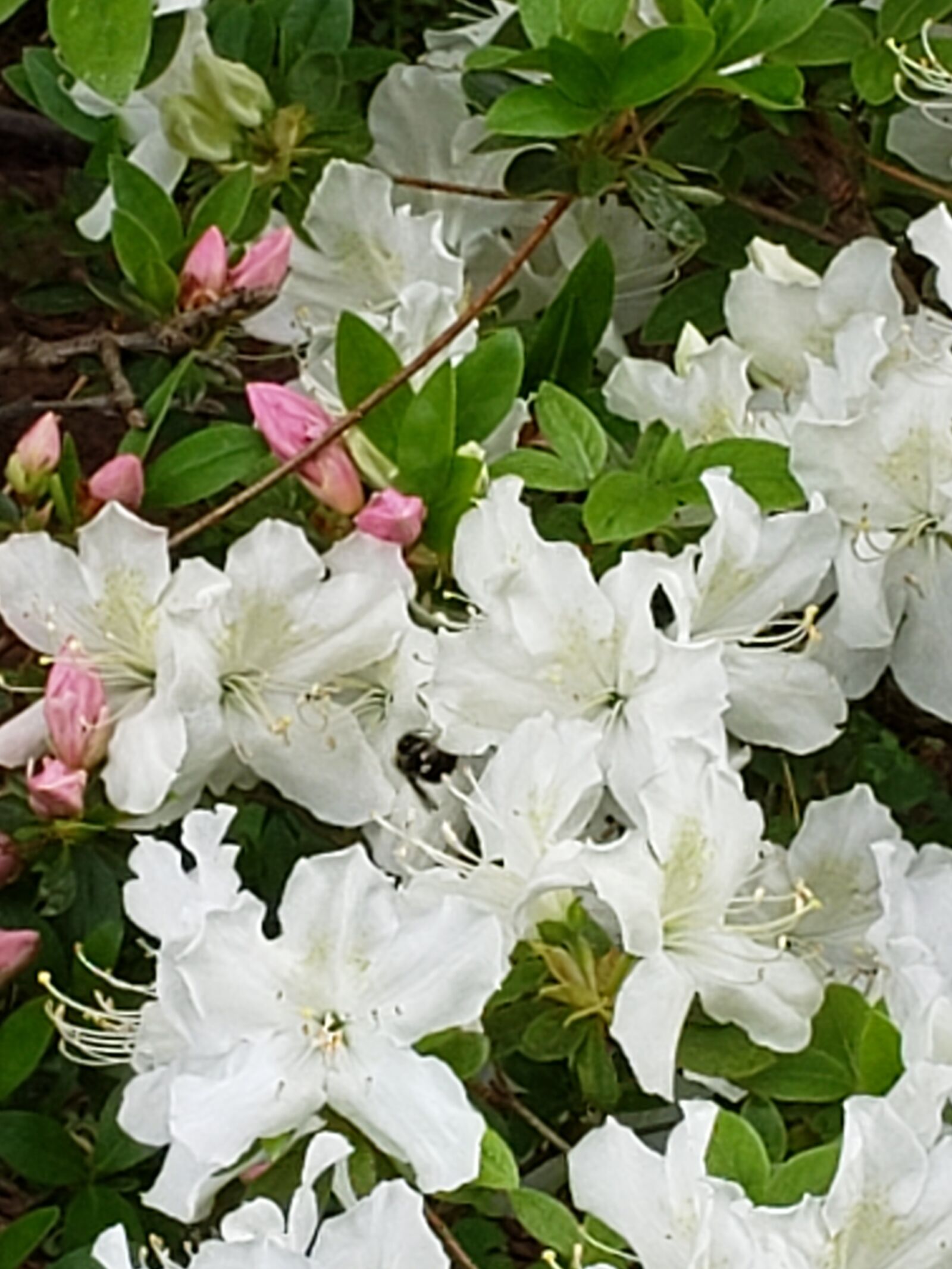 Samsung Galaxy S9 sample photo. White, spring, flowers photography